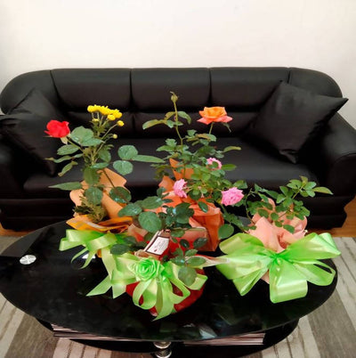 Potted Flowering Plants & Roses